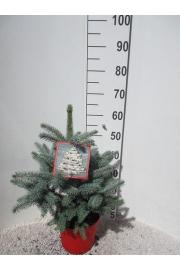 Picea pungens Super Blue C7,5 Lit. 40-50 cm