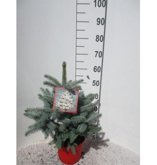Picea pungens Super Blue C7,5 Lit. 40-50 cm