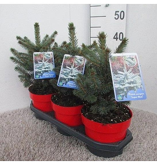 PANAKER Picea pungens Super blue