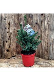 Picea pungens Super Blue C5 Lit. 30-40 cm