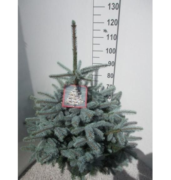 Picea pungens Super Blue C15 Lit. 90-110 cm