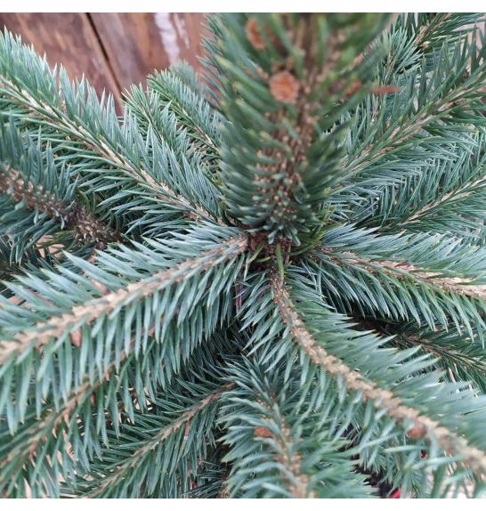 Picea pungens Super Blue C10 Lit 50-60 cm