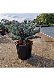 Picea pungens Glauca Globosa C8 Lit. 30-35 cm