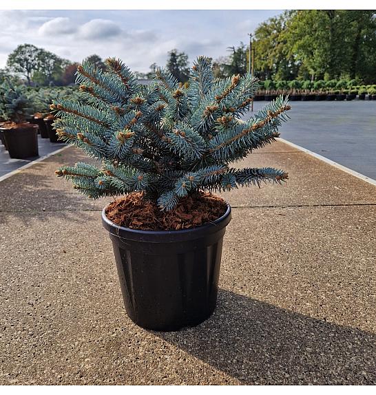 Picea pungens Glauca Globosa C8 Lit. 30-35 cm