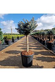 Picea pungens glauca globosa C18 Lit. Na steblu 40 cm Krošnja 35 Krogla