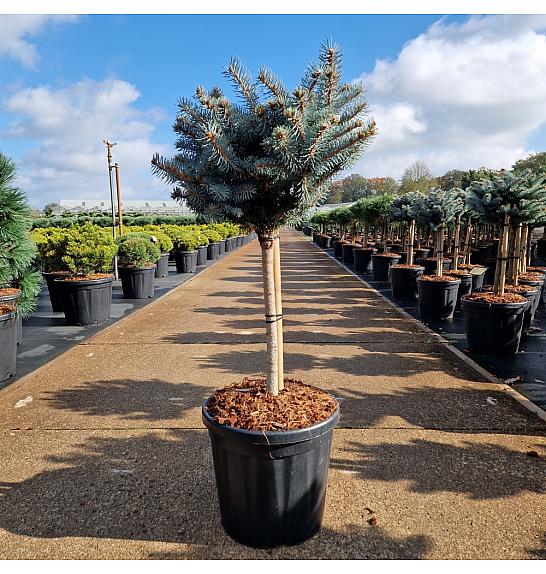 Picea pungens glauca globosa C18 Lit. Na steblu 40 cm Krošnja 35 Krogla