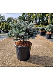 Picea pungens Glauca Globosa C18 Lit. 40-50 cm
