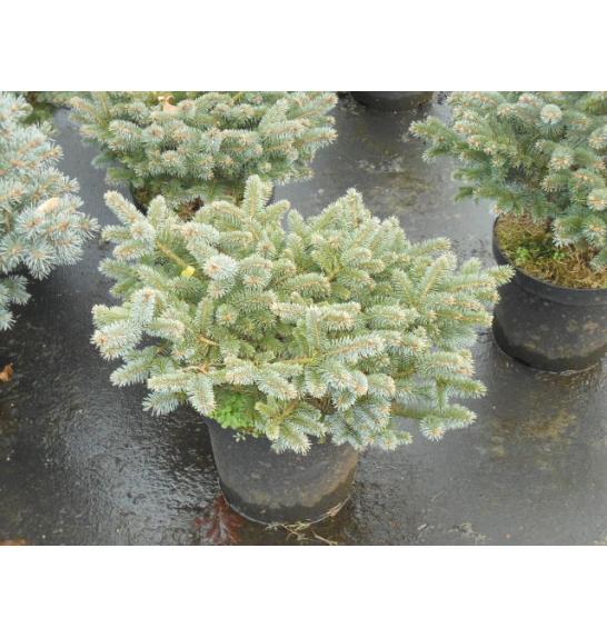 Picea pungens Glauca Globosa C15 Lit. 40-50 cm