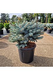 Picea pungens glauca globosa C11 Lit. 35-40 cm