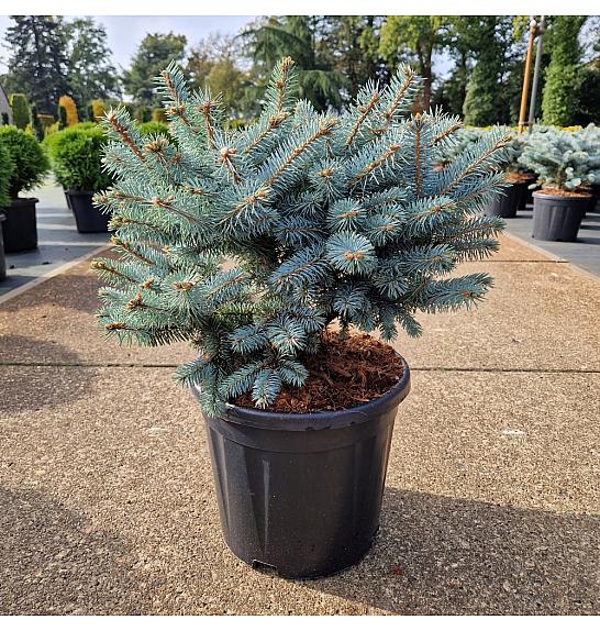 Picea pungens glauca globosa C11 Lit. 35-40 cm