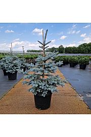 Picea pungens Edith C35 Lit. 90-100 cm