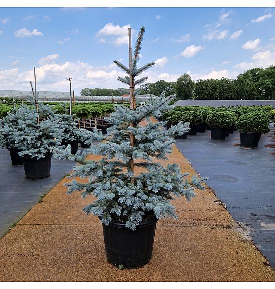 Picea pungens Edith C35 Lit. 90-100 cm