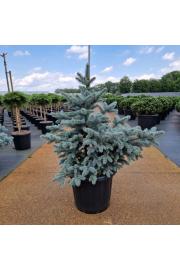 Picea pungens Blue Mountain C25 Lit. 70-80 cm