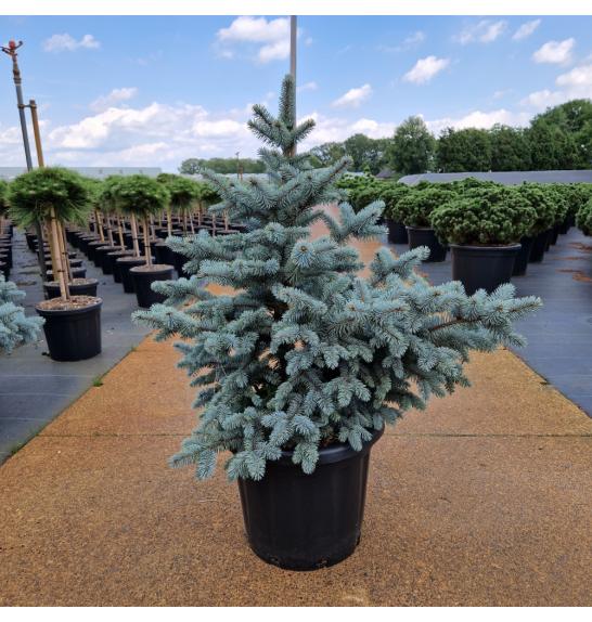 Picea pungens Blue Mountain C25 Lit. 70-80 cm