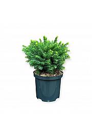 Picea omorika Karel C2,5 Lit. 20-25 cm