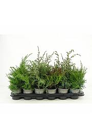 Picea Mix Ø9