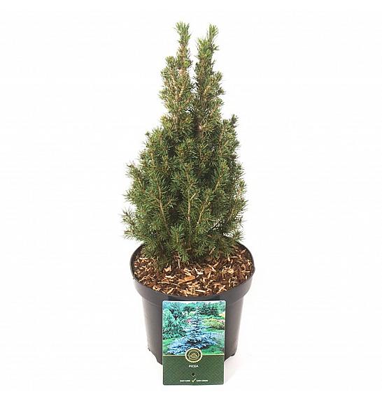 Picea glauca Zuckerhut C2,5 Lit. 25-30 cm