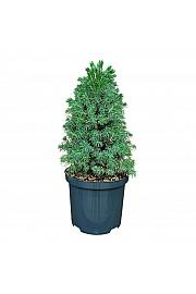 Picea glauca Sanders Blue C2,5 lit. 20-25 cm
