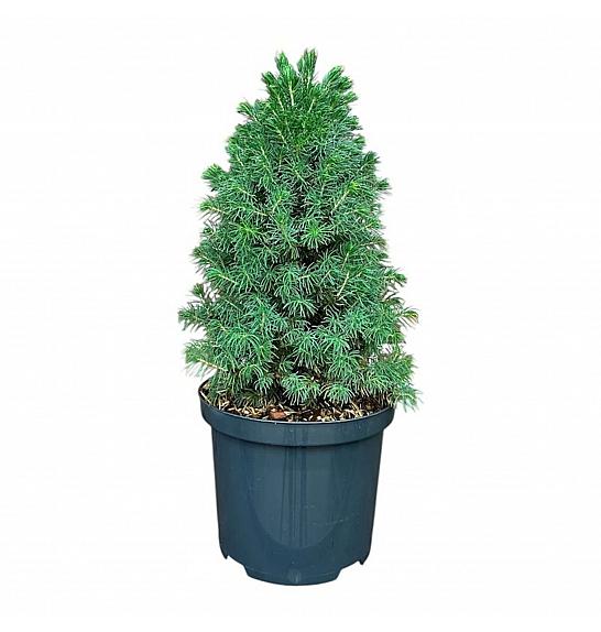 Picea glauca Sanders Blue C2,5 lit. 20-25 cm