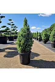 Picea glauca Sanders Blue C11 Lit. 60-70 cm