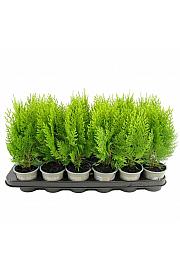 Picea glauca Rainbows End Ø9