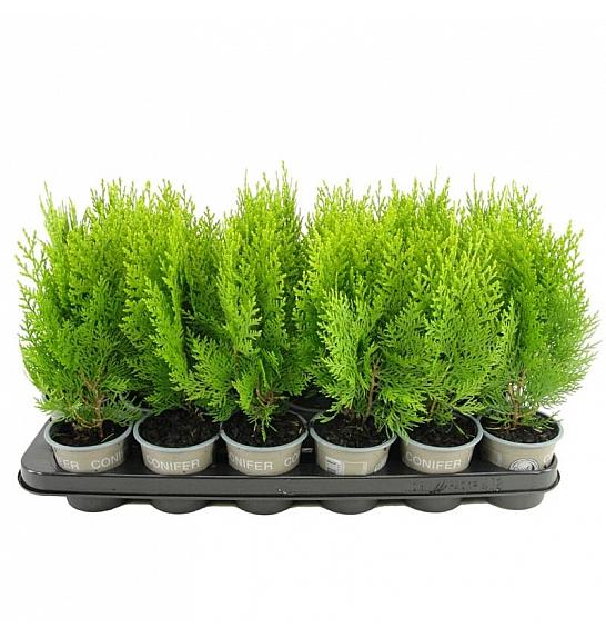 Picea glauca Rainbows End Ø9