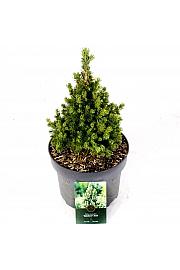 Picea glauca Dugin kraj C5 Lit. 30-40 cm