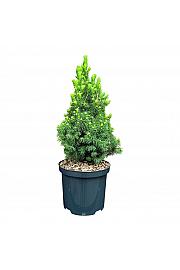 Picea glauca Dugin kraj C2,5 lit. 25-30 cm