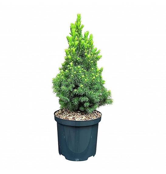 Picea glauca Dugin kraj C2,5 lit. 25-30 cm