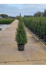Picea glauca Perfecta C7,5 Lit. 90-100 cm