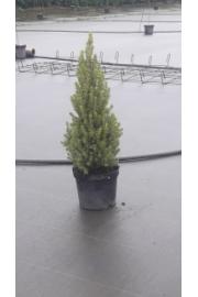 Picea glauca Perfecta C5 Lit. 70-80 cm