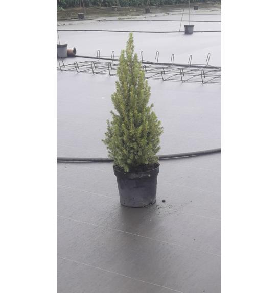 Picea glauca Perfecta C3 Lit. 40-50 cm