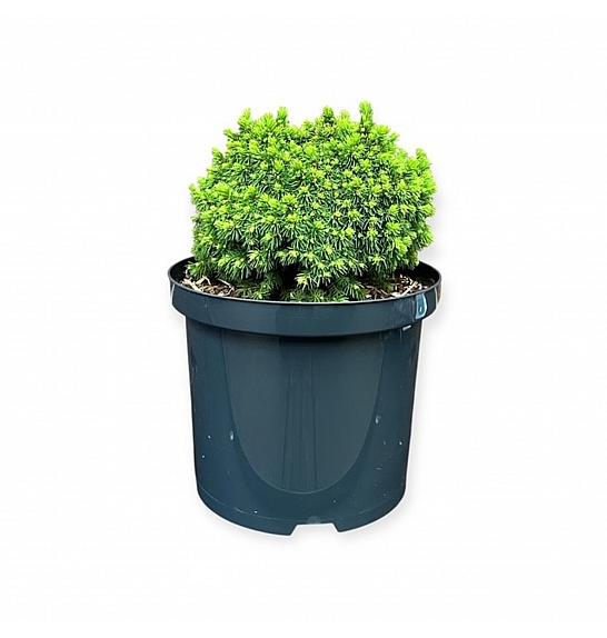 Picea glauca Jalako Gold C5 Lit. 25-30 cm