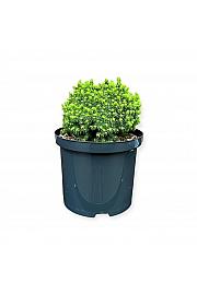 Picea lauca Jalako Gold C5 Lit. 25-30 cm