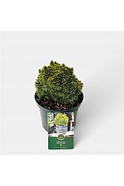 Picea glauca Jalako Gold C2.5 Lit. 15-20 cm