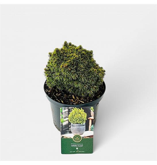 Picea glauca Jalako Gold C2.5 Lit. 15-20 cm