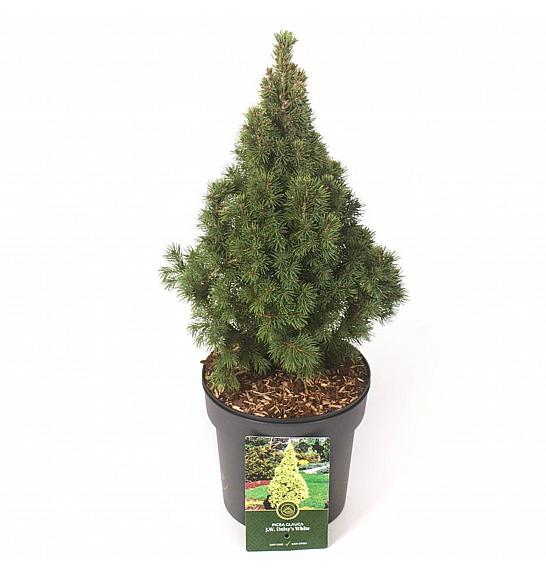 Picea glauca J. W. Daisy's White C2,5 Lit. 30-40 cm