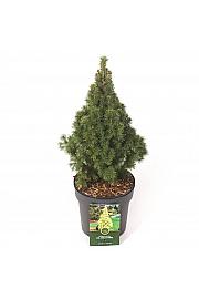 Picea lauca JW Daisys White C2,5 lit. 20-25 cm