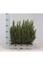 Picea glauca Conica Ø11 15-20 cm