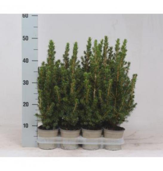 Picea glauca Conica Ø11 15-20 cm