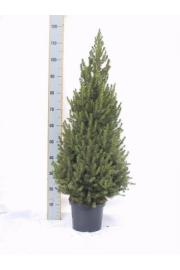 Picea glauca Conica C7,5 Lit. 90-100 cm