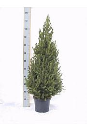 Picea lauca Conica C7.5 Lit. 90-100 cm