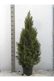 Picea glauca Conica C5 Lit. 90-100 cm