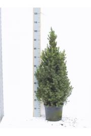Picea glauca Conica C5 Lit. 80-90 cm