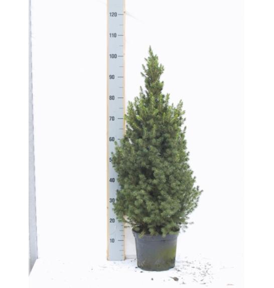 Picea glauca Conica C5 Lit. 80-90 cm