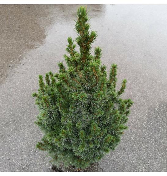 Picea glauca Conica C5 Lit. 70-80 cm
