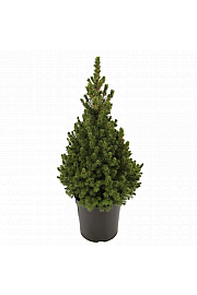 Picea glauca Conica C5 Lit. 40-60 cm