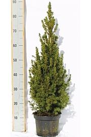 Picea lauca Conica C3 Lit. 60-70 cm