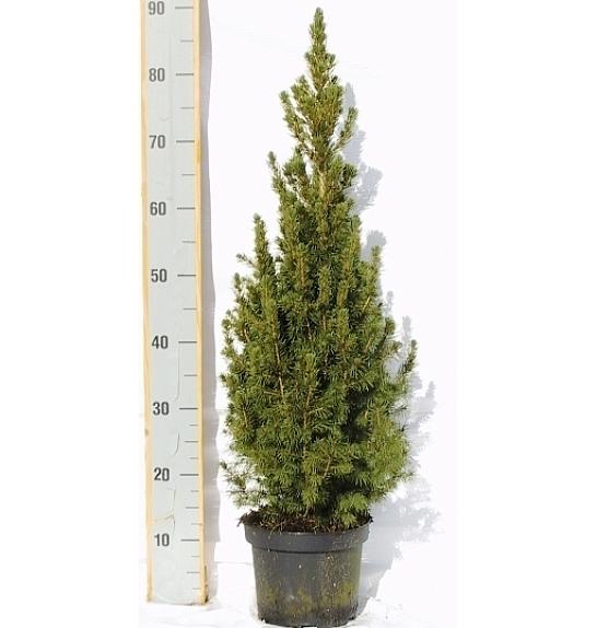 Picea lauca Conica C3 Lit. 60-70 cm