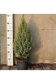 Picea lauca Conica C3 Lit. 50-60 cm